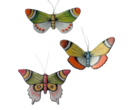 borb-81